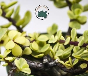 Jade Portulacaria Afra Variegata Sukulent - Cüce Yeşim Ağacı 8,5cm Saksıda