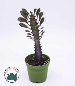 Euphorbia Trigona Royal Red Sütleğen Ağacı 5.5cm Saksıda