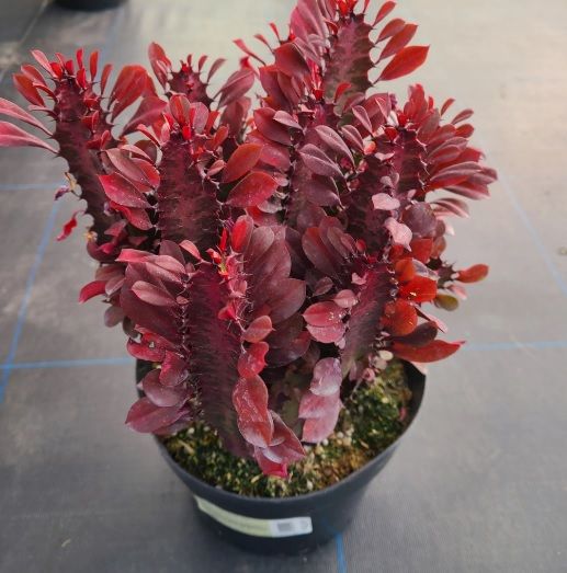 Euphorbia Trigona Royal Red Sütleğen Ağacı 5.5cm Saksıda