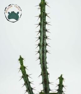 Euphorbia Aeruginosa -Minyatür Saguaro Kaktüsü-Mini Sarı Çiçek Açar 8,5cm Saksıda