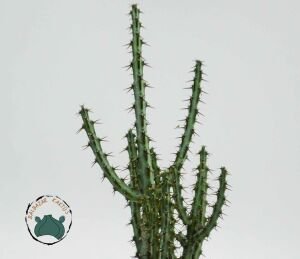 Euphorbia Aeruginosa -Minyatür Saguaro Kaktüsü-Mini Sarı Çiçek Açar 8,5cm Saksıda