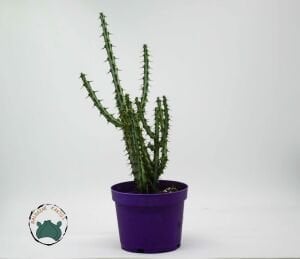 Euphorbia Aeruginosa -Minyatür Saguaro Kaktüsü-Mini Sarı Çiçek Açar 8,5cm Saksıda