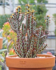 Euphorbia Aeruginosa -Minyatür Saguaro Kaktüsü-Mini Sarı Çiçek Açar 8,5cm Saksıda