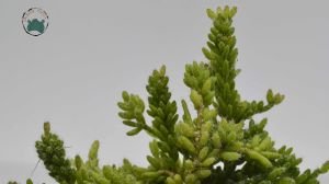 Rhipsalis Mesembryanthemoides Büyük Ökseotu Kaktüsü 8.5CM Saksıda