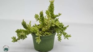 Rhipsalis Mesembryanthemoides Büyük Ökseotu Kaktüsü 8.5CM Saksıda