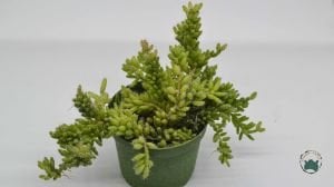 Rhipsalis Mesembryanthemoides Büyük Ökseotu Kaktüsü 8.5CM Saksıda