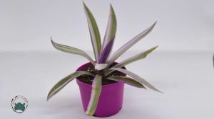 Tradescantia Spathacea Variegata Alacalı Telgraf Çiçeği 8.5CM Saksıda