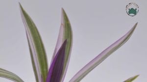 Tradescantia Spathacea Variegata Alacalı Telgraf Çiçeği 8.5CM Saksıda