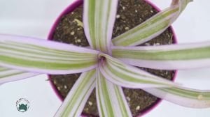 Tradescantia Spathacea Variegata Alacalı Telgraf Çiçeği 8.5CM Saksıda