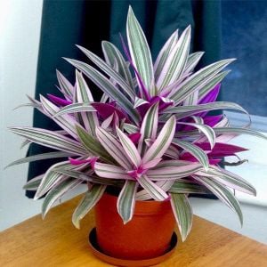Tradescantia Spathacea Variegata Alacalı Telgraf Çiçeği 8.5CM Saksıda