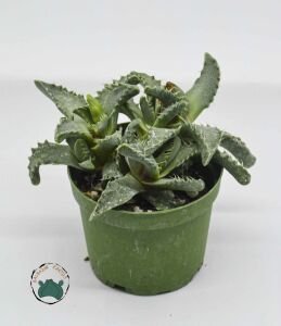 Faucaria Tigrina Sukulent Köpekbalığı Çenesi Kaplan Çenesi 8.5CM Saksıda