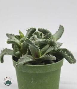 Faucaria Tigrina Sukulent Köpekbalığı Çenesi Kaplan Çenesi 8.5CM Saksıda