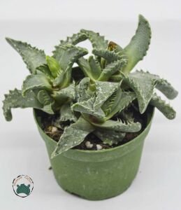 Faucaria Tigrina Sukulent Köpekbalığı Çenesi Kaplan Çenesi 8.5CM Saksıda