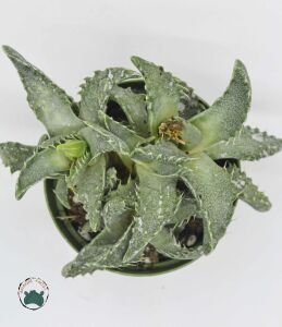 Faucaria Tigrina Sukulent Köpekbalığı Çenesi Kaplan Çenesi 8.5CM Saksıda