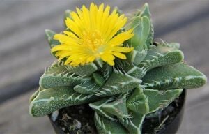 Faucaria Tigrina Sukulent Köpekbalığı Çenesi Kaplan Çenesi 8.5CM Saksıda