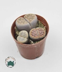 Lithops - Yaşayan Taş - Yaşayan Kaya - Taş Kaktüs Bol Yavrulu