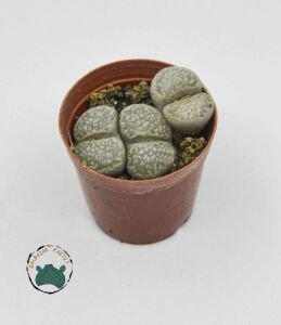 Lithops - Yaşayan Taş - Yaşayan Kaya - Taş Kaktüs Bol Yavrulu