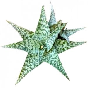 Aloe White Beauty Sukulent 5.5 CM Saksıda