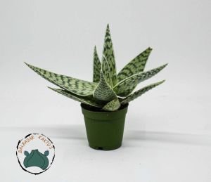 Aloe White Beauty Sukulent 5.5 CM Saksıda