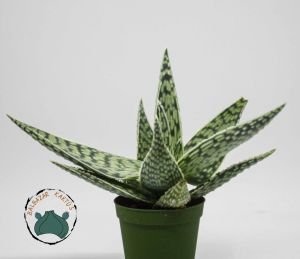 Aloe White Beauty Sukulent 5.5 CM Saksıda