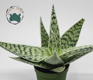 Aloe White Beauty Sukulent 5.5 CM Saksıda