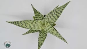 Aloe White Beauty Sukulent 5.5 CM Saksıda