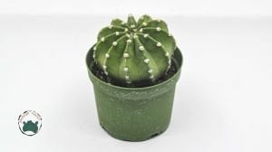 Echinopsis Subdenudata Kaktüs 8.5 CM Saksıda