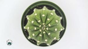Echinopsis Subdenudata Kaktüs 8.5 CM Saksıda