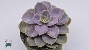 Echeveria Perle Von Nurnberg Sukulent - Güneşte Pembe Tonları Artar 8.5CM Saksıda