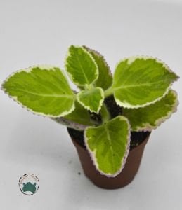 Plectranthus Madagascariensis Variegata 3 Renkli Nefis Kokulu Sukulent