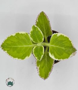 Plectranthus Madagascariensis Variegata 3 Renkli Nefis Kokulu Sukulent