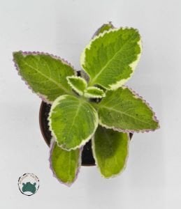 Plectranthus Madagascariensis Variegata 3 Renkli Nefis Kokulu Sukulent