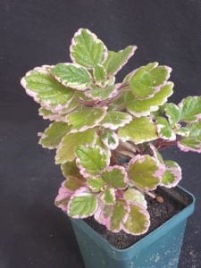 Plectranthus Madagascariensis Variegata 3 Renkli Nefis Kokulu Sukulent