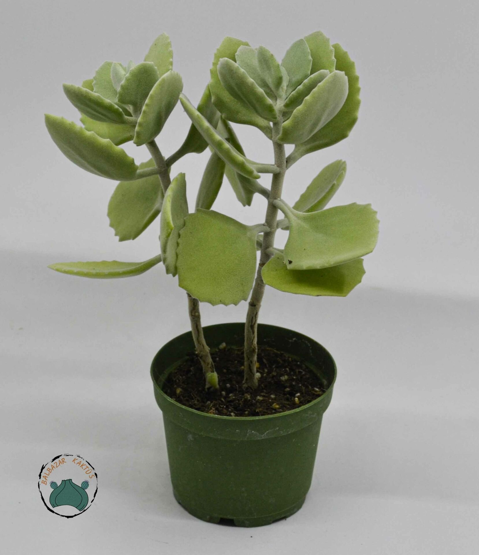 Kalanchoe Millotii Sukulent Gri Beyaz Renklerinde Tüylü Yapraklı Sukulent 8.5 CM Saksıda