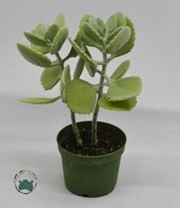 Kalanchoe Millotii Sukulent Gri Beyaz Renklerinde Tüylü Yapraklı Sukulent 8.5 CM Saksıda