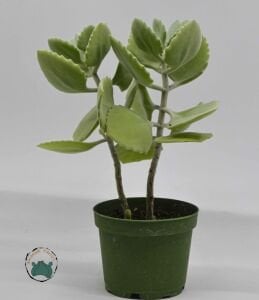 Kalanchoe Millotii Sukulent Gri Beyaz Renklerinde Tüylü Yapraklı Sukulent 8.5 CM Saksıda