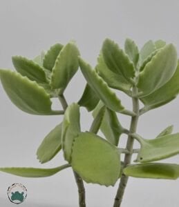 Kalanchoe Millotii Sukulent Gri Beyaz Renklerinde Tüylü Yapraklı Sukulent 8.5 CM Saksıda