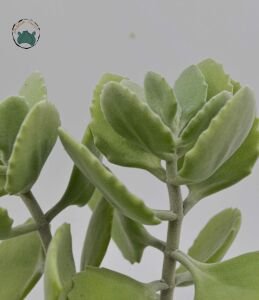 Kalanchoe Millotii Sukulent Gri Beyaz Renklerinde Tüylü Yapraklı Sukulent 8.5 CM Saksıda