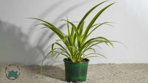 Kurdele Çiçeği Chlorophytum Comosum Salon Ofis Bitkisi 15CM Saksıda