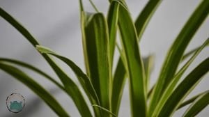 Kurdele Çiçeği Chlorophytum Comosum Salon Ofis Bitkisi 15CM Saksıda