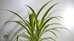 Kurdele Çiçeği Chlorophytum Comosum Salon Ofis Bitkisi 15CM Saksıda