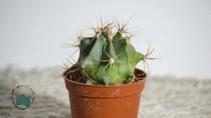 Ferocactus Histrix Fıçı Kaktüsü Sıra Dışı Formlu Koleksiyonluk Tür 8,5CM Saksıda