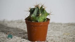 Ferocactus Histrix Fıçı Kaktüsü Sıra Dışı Formlu Koleksiyonluk Tür 8,5CM Saksıda