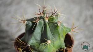 Ferocactus Histrix Fıçı Kaktüsü Sıra Dışı Formlu Koleksiyonluk Tür 8,5CM Saksıda