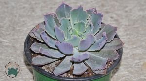 Echeveria Shaviana Peregrina Lahana Sukulent Pembe Uçlu 12cm Saksıda