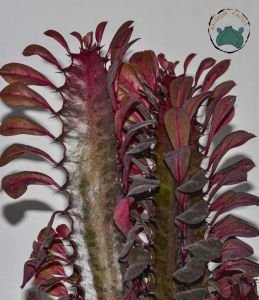 Euphorbia Trigona Royal Red Doğal Kırmızı Süt Kaktüs 22CM Saksıda Büyük Boy
