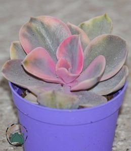 Echeveria Rainbow Gökkuşağı Sukulent Doğal Pembe Mor Krem Renkli