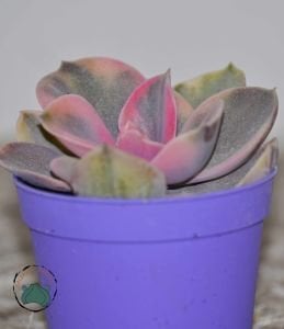 Echeveria Rainbow Gökkuşağı Sukulent Doğal Pembe Mor Krem Renkli