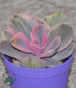 Echeveria Rainbow Gökkuşağı Sukulent Doğal Pembe Mor Krem Renkli