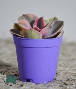 Echeveria Rainbow Gökkuşağı Sukulent Doğal Pembe Mor Krem Renkli